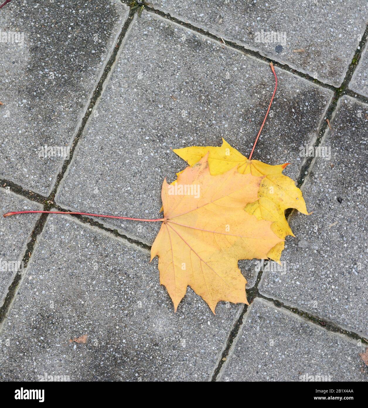 Autumn leaves on walkway. Fallen Autumn Leaves on the on the Sidewalk ...