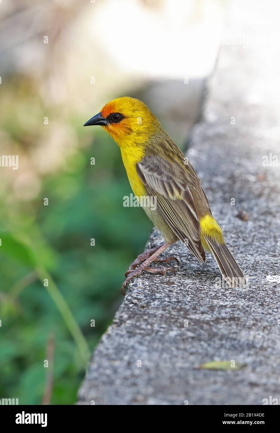 Rodrigues Fody (Foudia flavicans) adult male perched on bridge  Rodrigues, Mauritius                 December Stock Photo