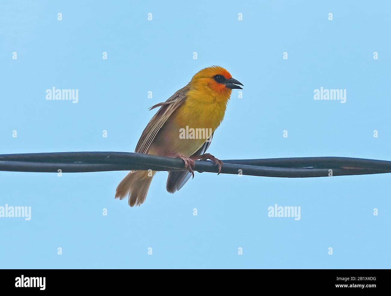 Rodrigues Fody (Foudia flavicans) adult male perched on power-line  Rodrigues, Mauritius                 December Stock Photo