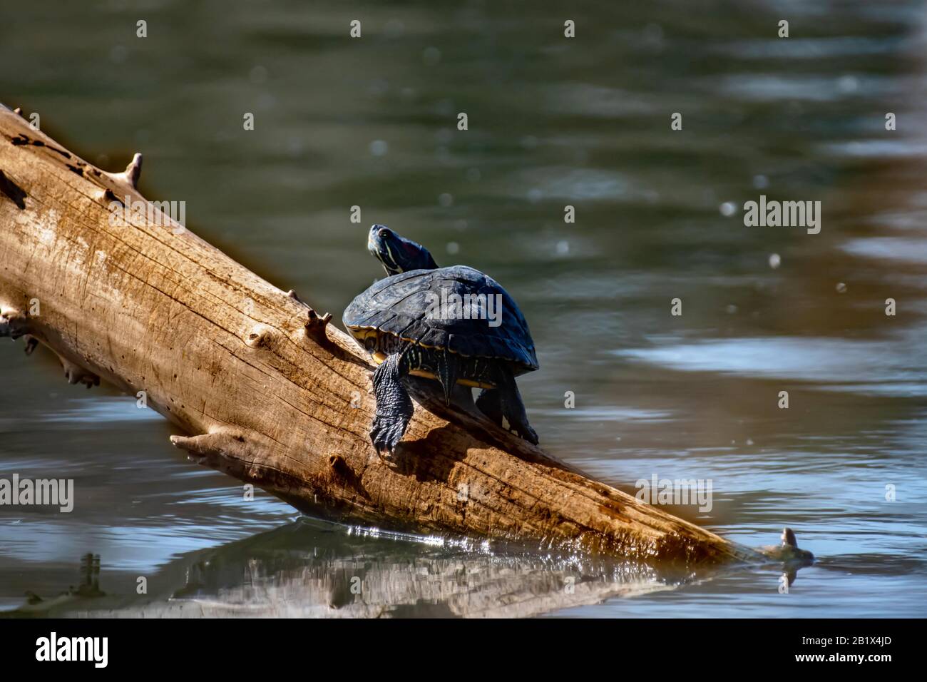 Painted Turtle Baby High Resolution Stock Photography and Images Alamy