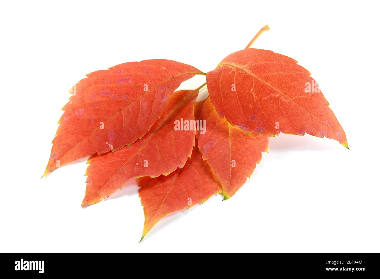 Red autumn leaf isolated on white background Stock Photo - Alamy