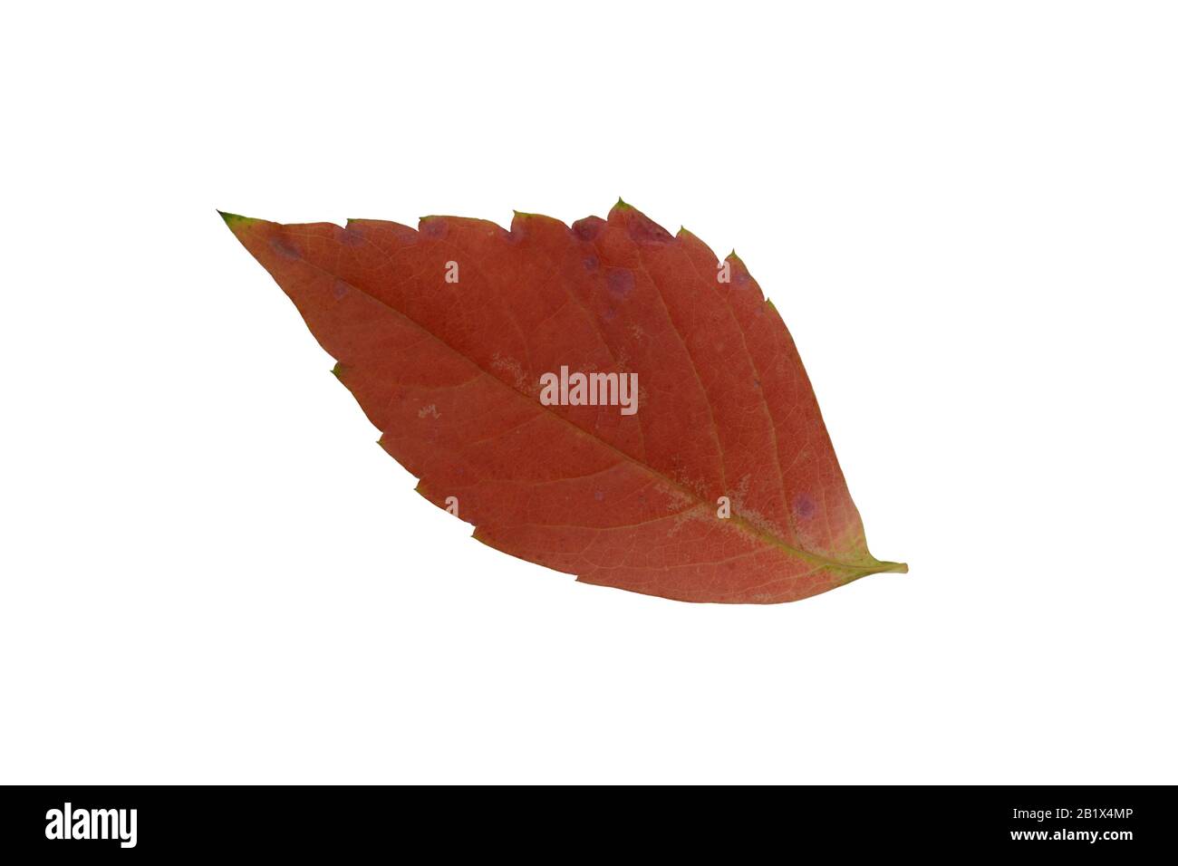 Red autumn leaf isolated on white background Stock Photo - Alamy