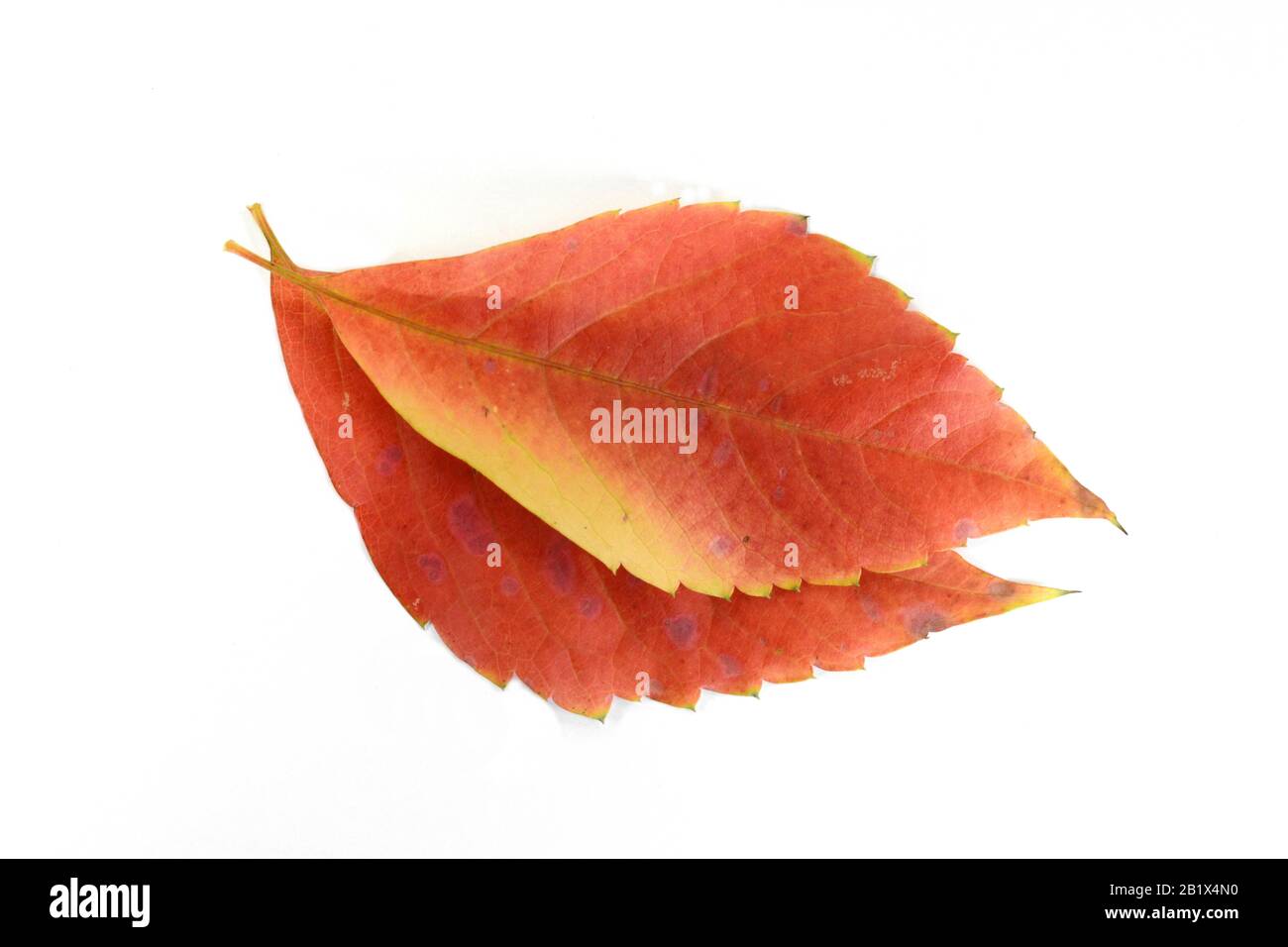 Red autumn leaf isolated on white background Stock Photo - Alamy