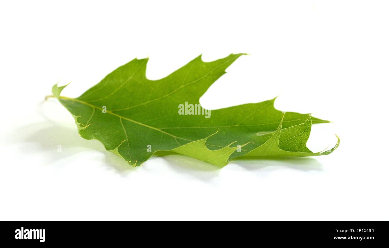 Green maple leaf isolated on white background Stock Photo - Alamy