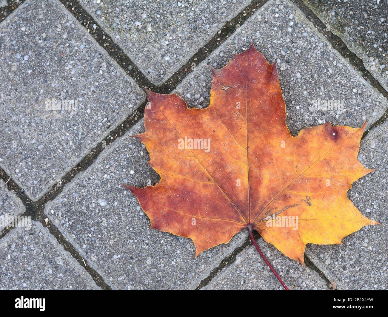 Autumn leaves on walkway. Fallen Autumn Leaves on the on the Sidewalk ...