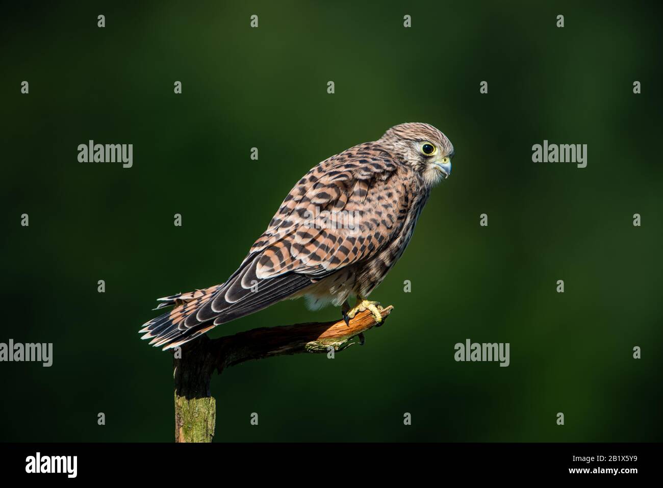 The hunting position in profile for the young kestrel (Falco tinnunculus) with a nice green defocused background Stock Photo
