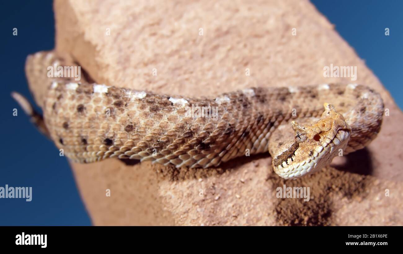 A horned Rattlersnake, also known as a Side-winder, native to Arizona, inching its way down the side of a pole. Stock Photo
