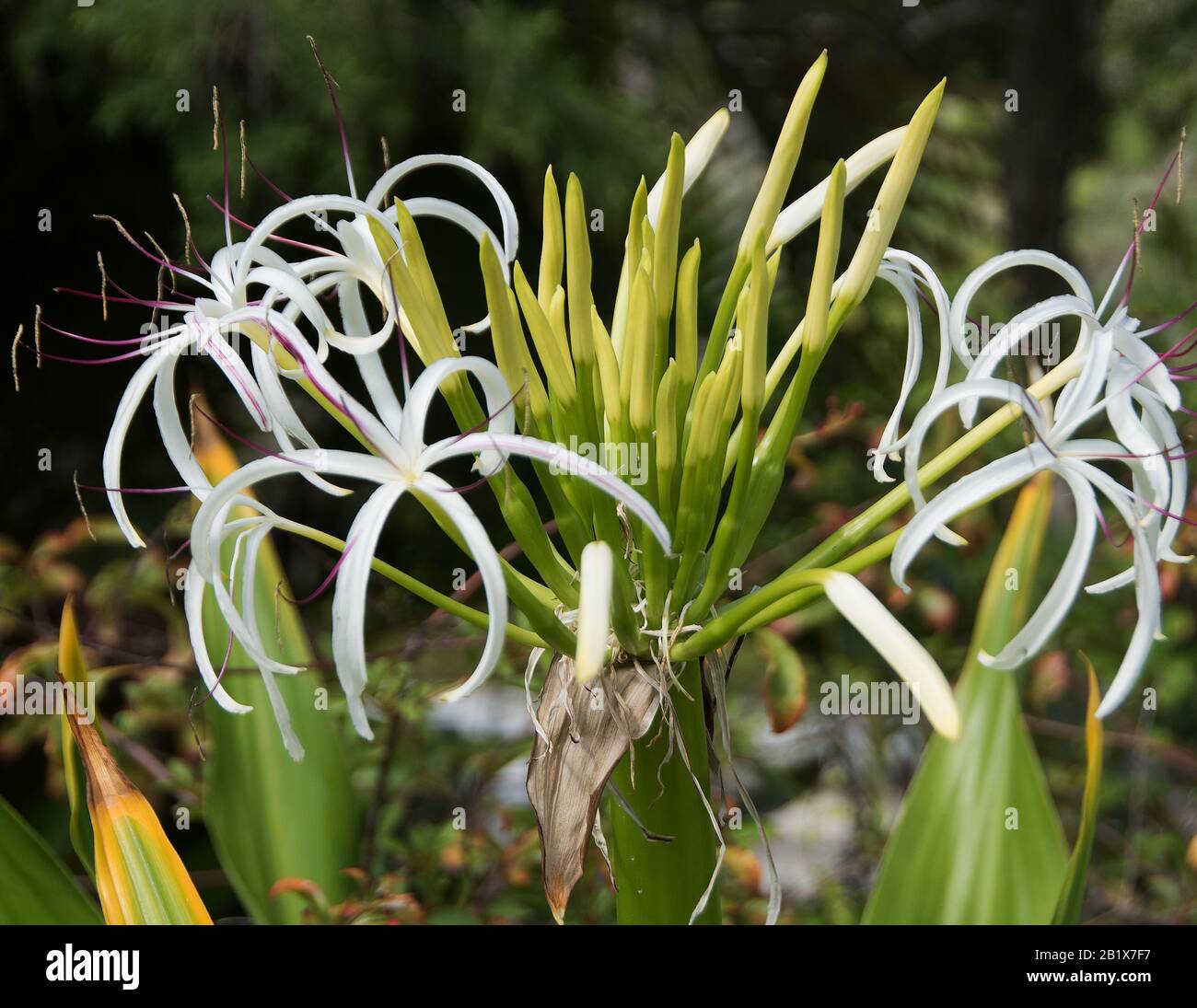Crinum asiaticum or spider-lily Stock Photo