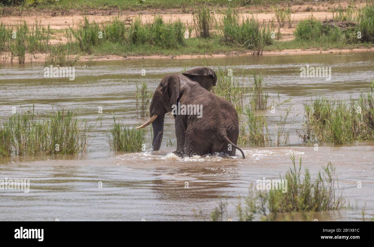 A large African elephant plays in the water in a river in the wild ...