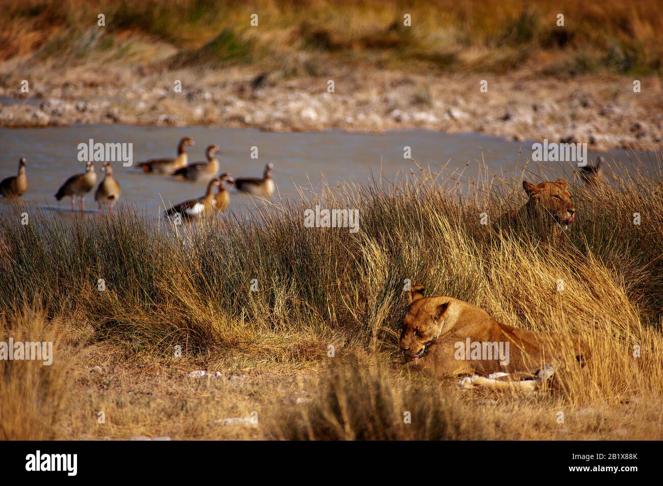 Lions at Salvadora waterhole, Etosha National Park, Namibia Stock Photo
