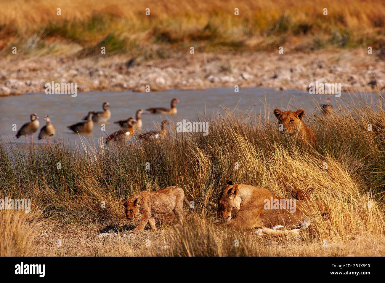 Lions at Salvadora waterhole, Etosha National Park, Namibia Stock Photo