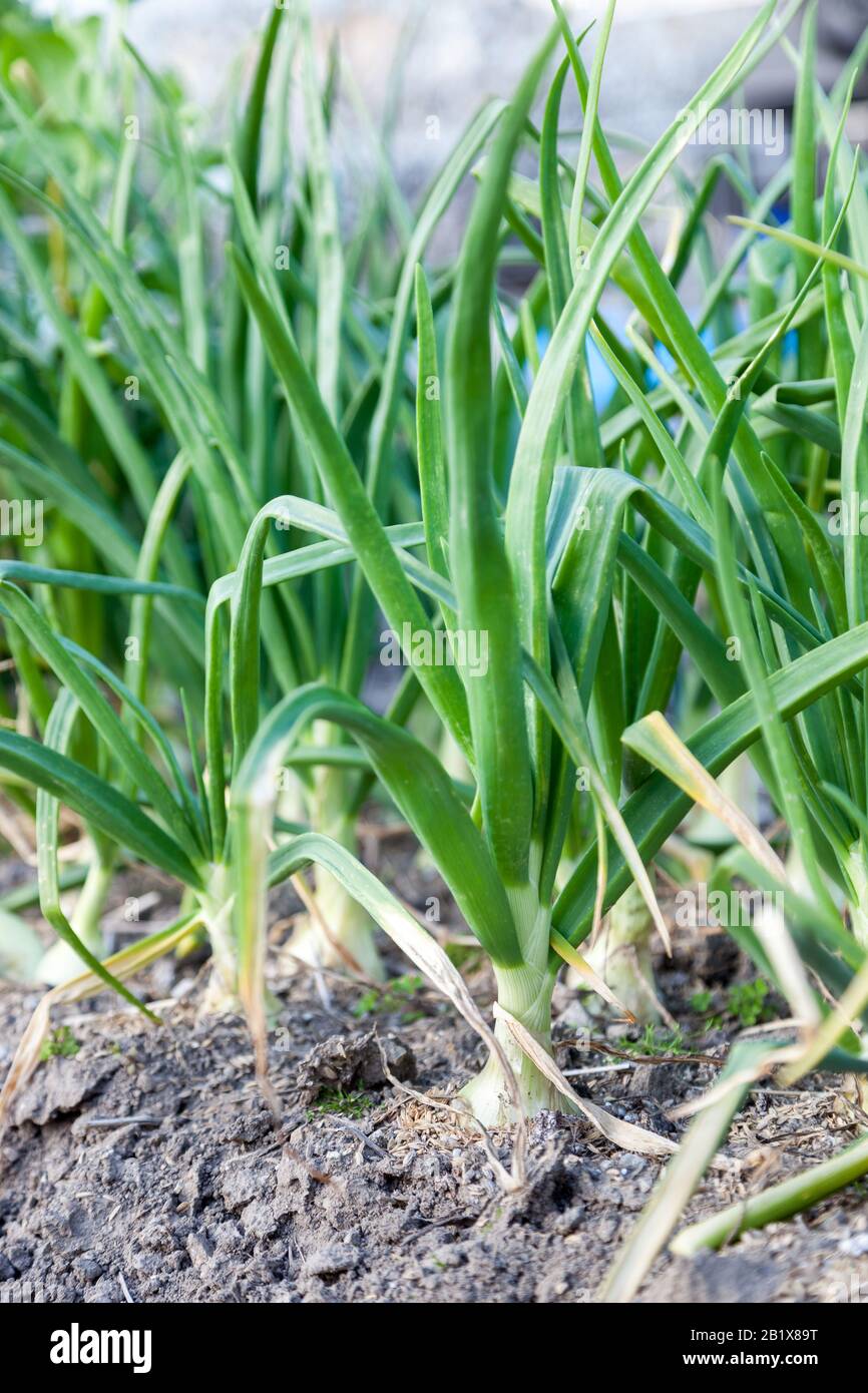 Onion weed hi-res stock photography and images - Alamy