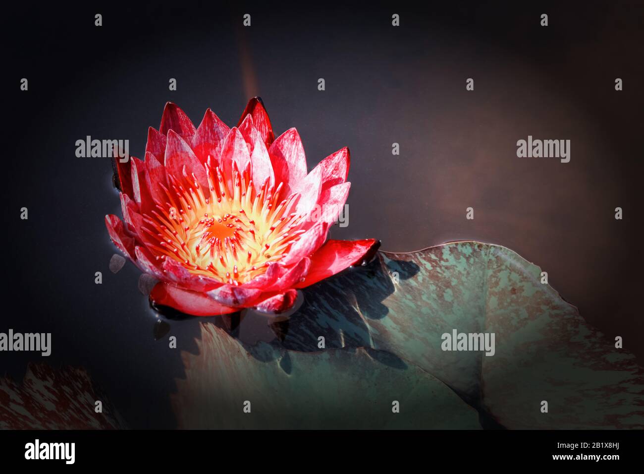 Beautiful water lily with background of green leaf. Stock Photo