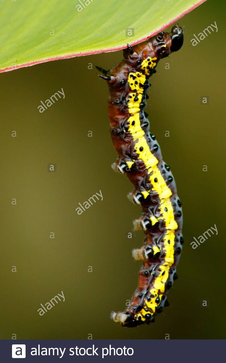 Yellow Caterpillar Stock Photos & Yellow Caterpillar Stock Images Alamy