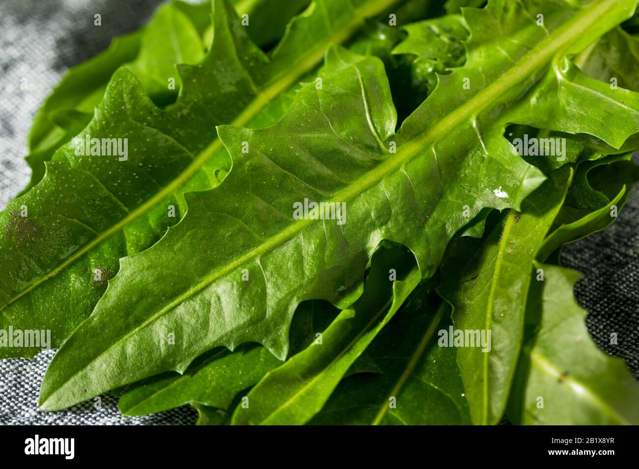Raw Green Organic Dandelion Greens in a Bunch Stock Photo Alamy