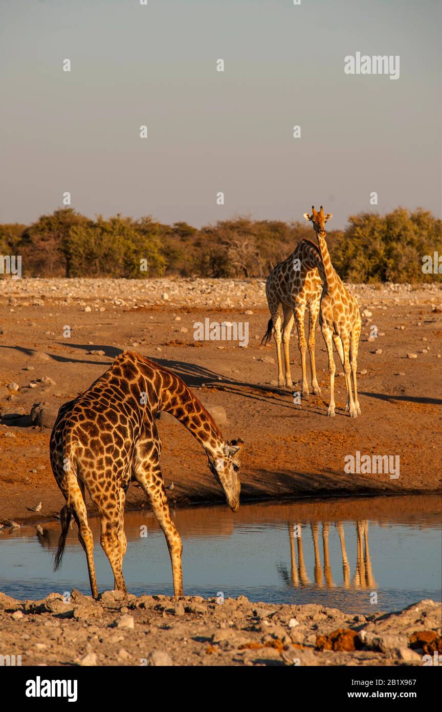 Giraffes at Chudob waterhole, Etosha National Park, Namibia Stock Photo