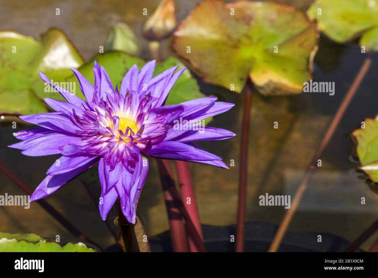 Beautiful water lily with background of green leaf. Stock Photo