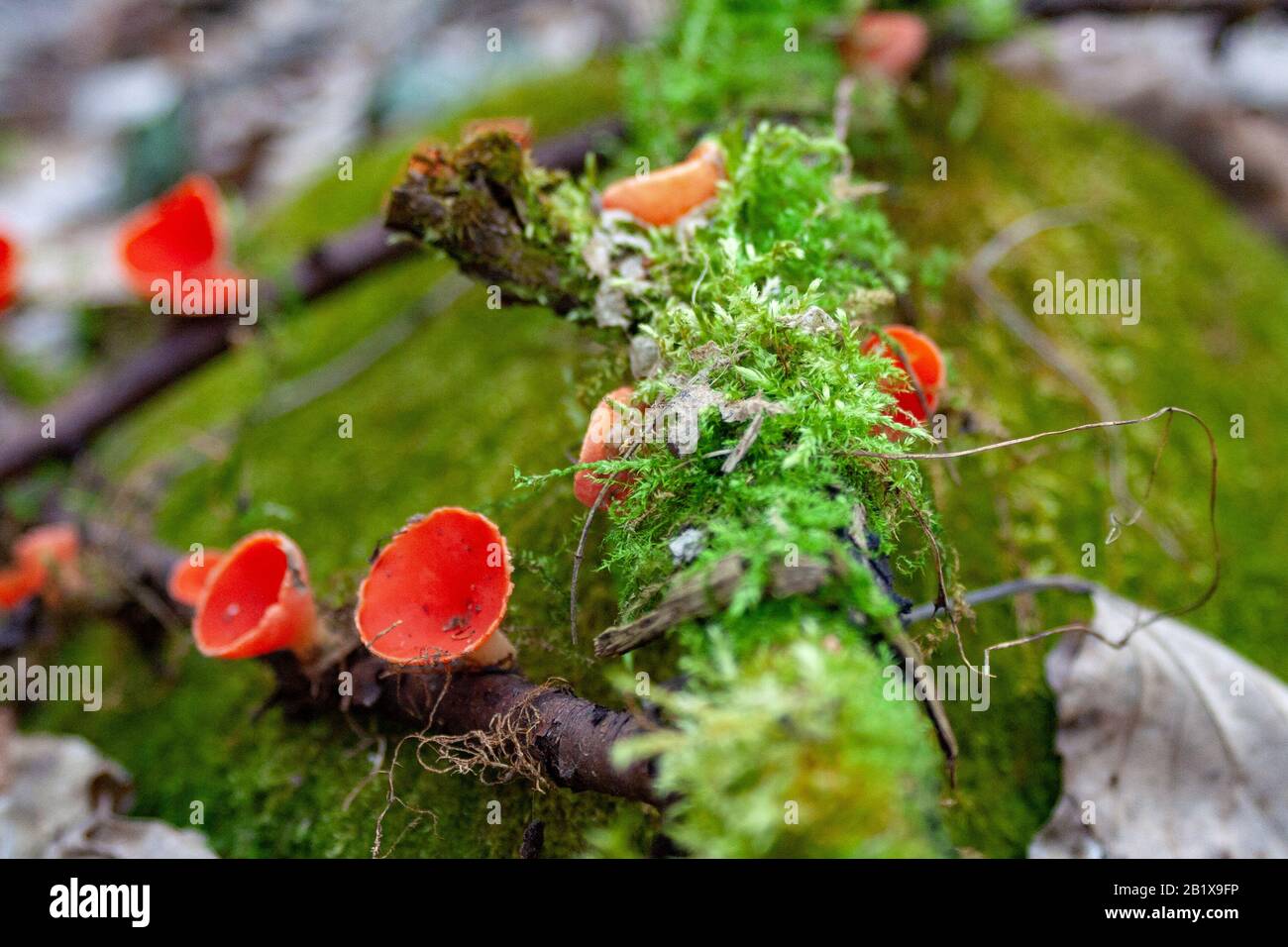 Sarcoscypha coccinea, commonly known as the scarlet elf cup, scarlet elf cap, or the scarlet cup on the mossy rock Stock Photo