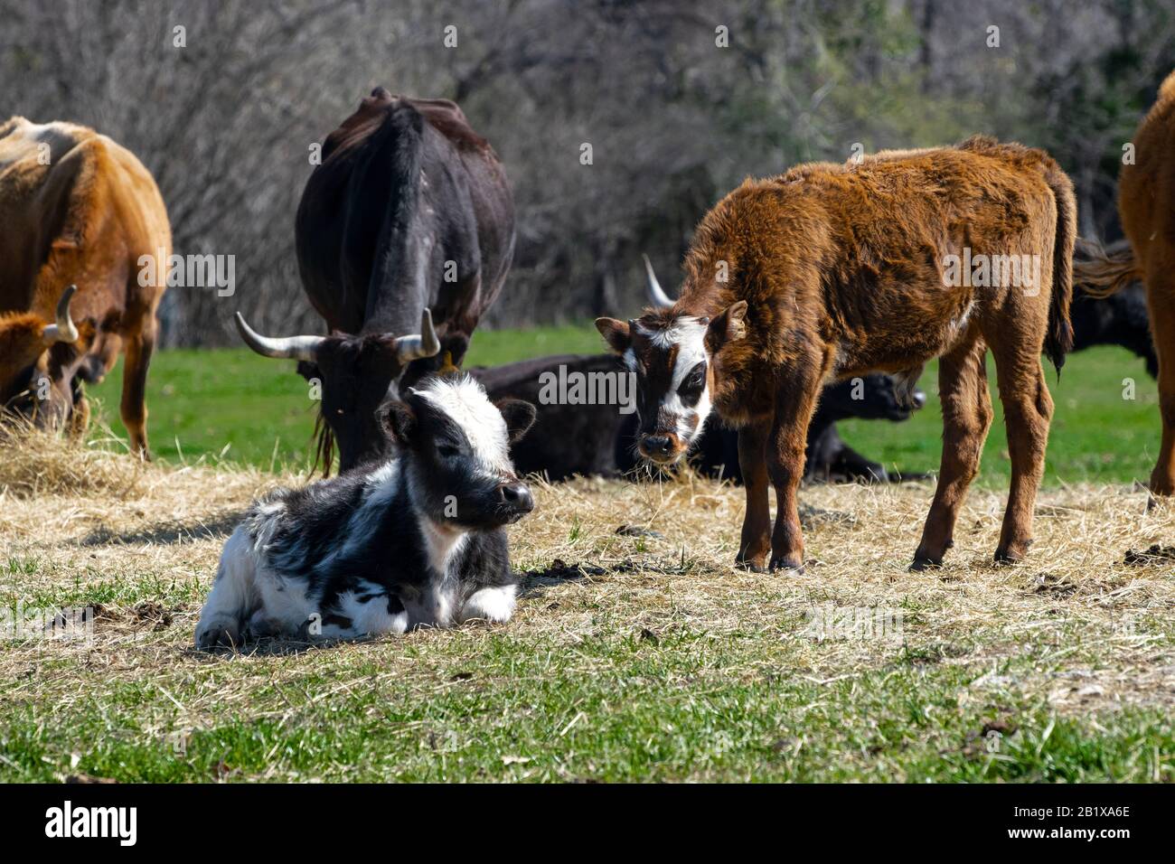 Black cow with white spots hi-res stock photography and images - Alamy