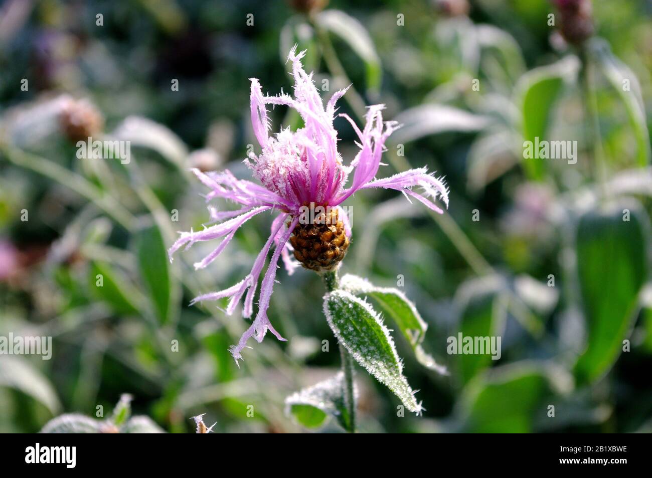 first frosts and frozen pink flower. winter in garden Stock Photo - Alamy