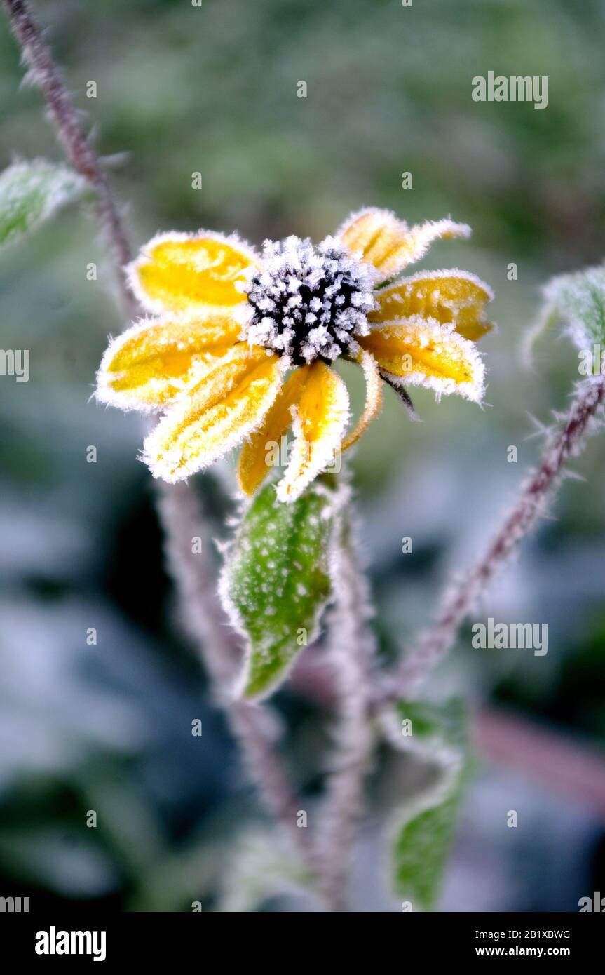 Yellow flower with hoarfrost. Coneflowers in the winter time, morning. Stock Photo