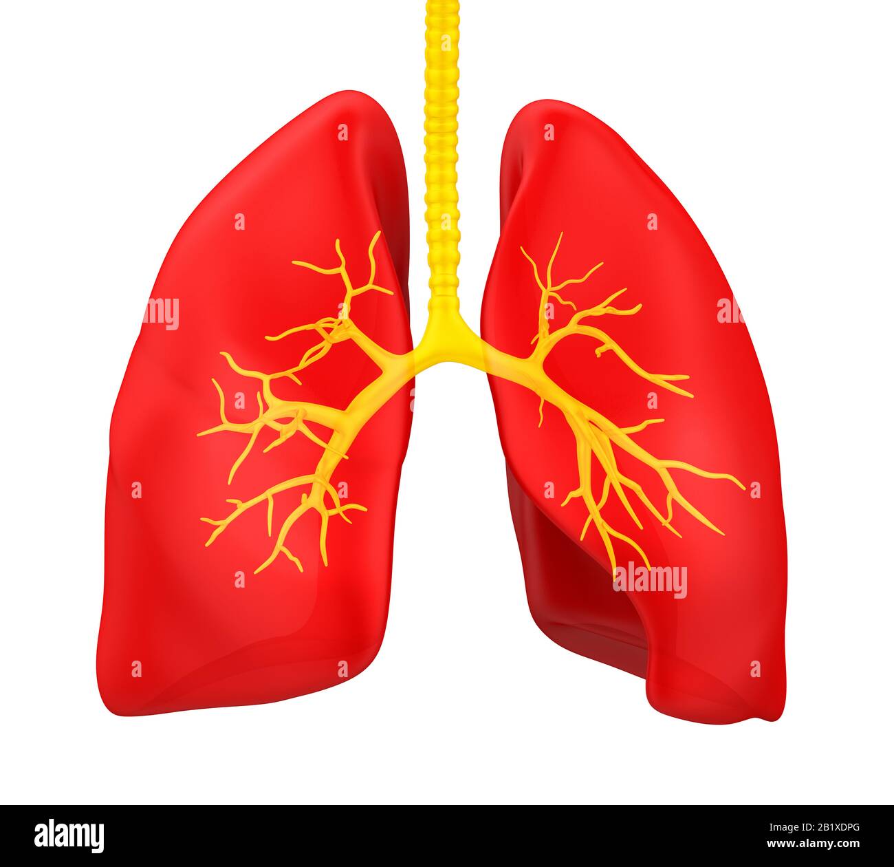 Human Lung Anatomy Illustration Stock Photo