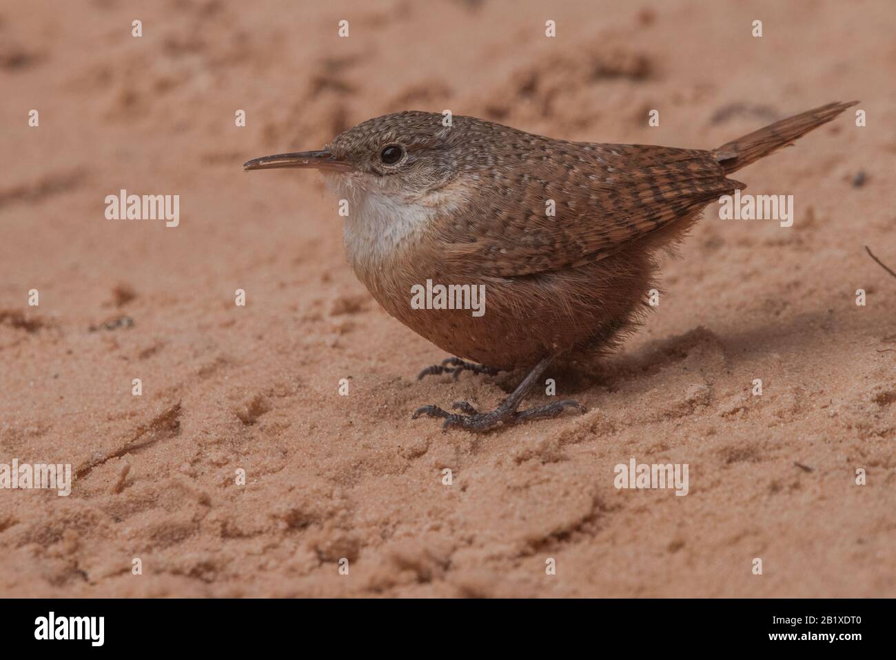 A small canyon wren (Catherpes mexicanus) forages in the sand in Zion National Park in Utah, USA. Stock Photo