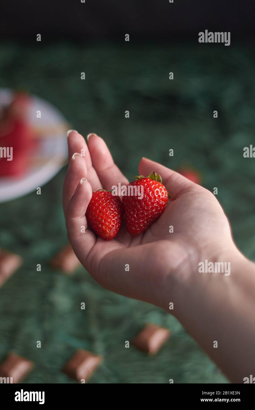 fresh strawberries in woman's hand and behind chocolate pieces and strawberry pieces on background green Stock Photo