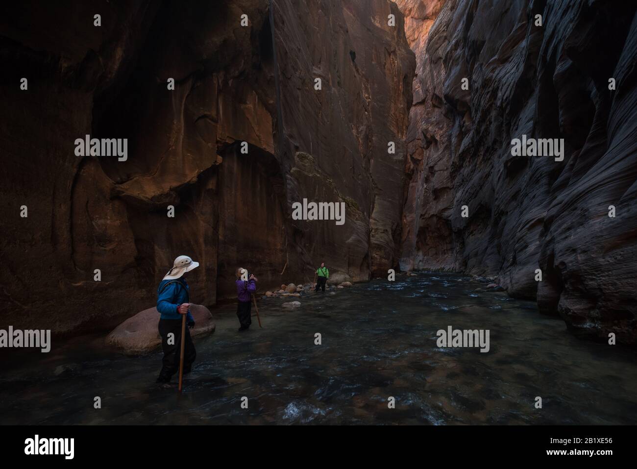 A family hiking the narrows in Zion National Park, the hike leads through slot canyons and through a stream at their bottom. Stock Photo