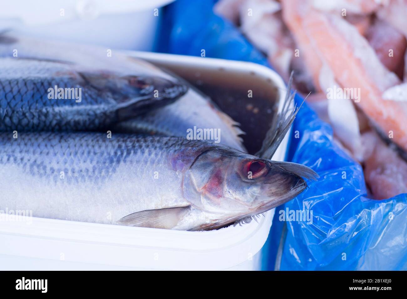 Herring in brine with spices in a white rectangular container on the