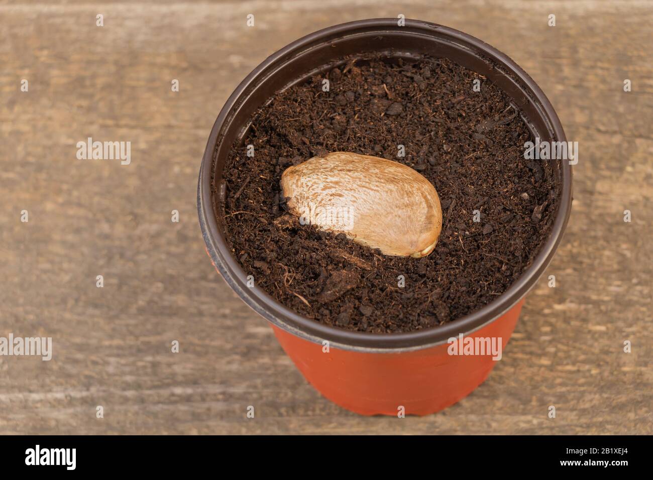 Mango seed planted above the potting soil in the pot. How to grow mango  from seed concept Stock Photo - Alamy