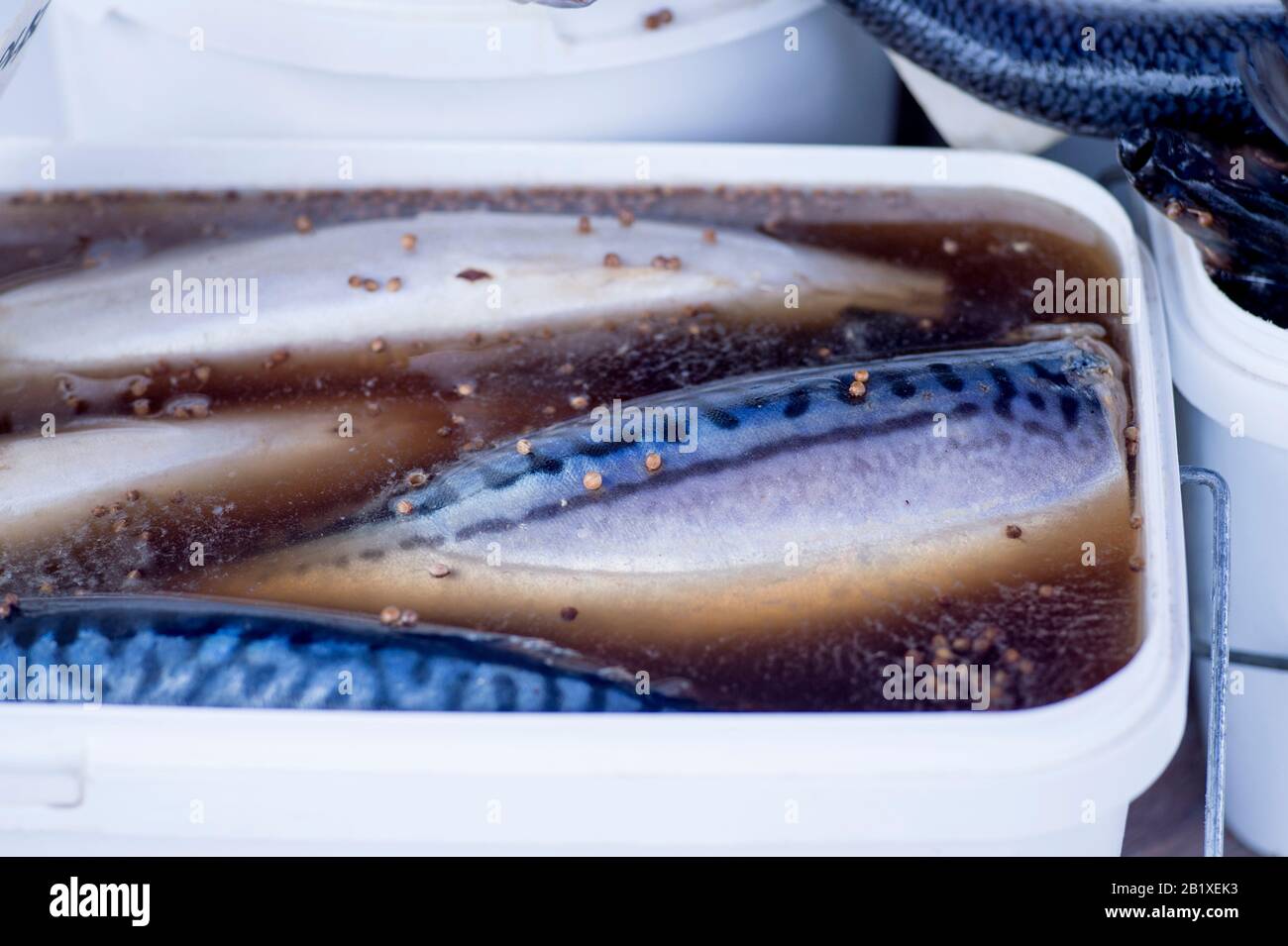 Mackerel in brine with spices in a white rectangular container on the