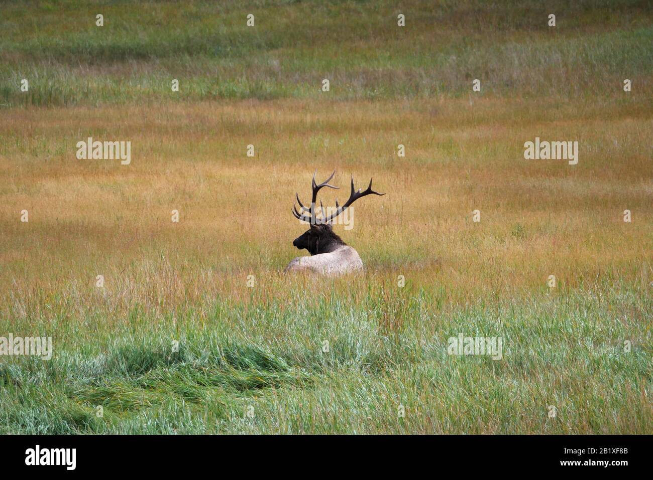Elk sitting in field of grass Stock Photo Alamy