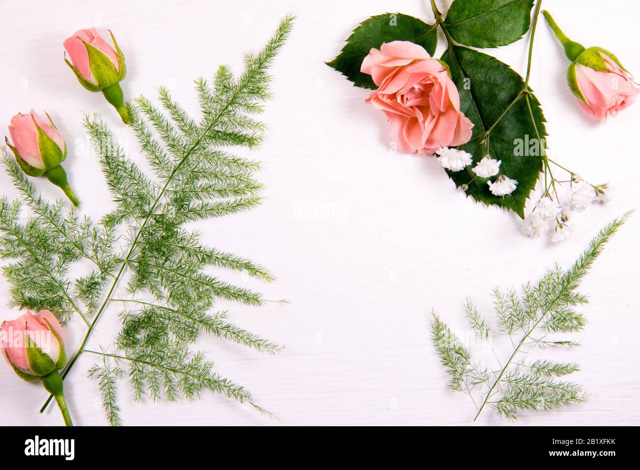 Flowers of a chamomile fern and red and pink rose on a white background with a place for the inscription Stock Photo
