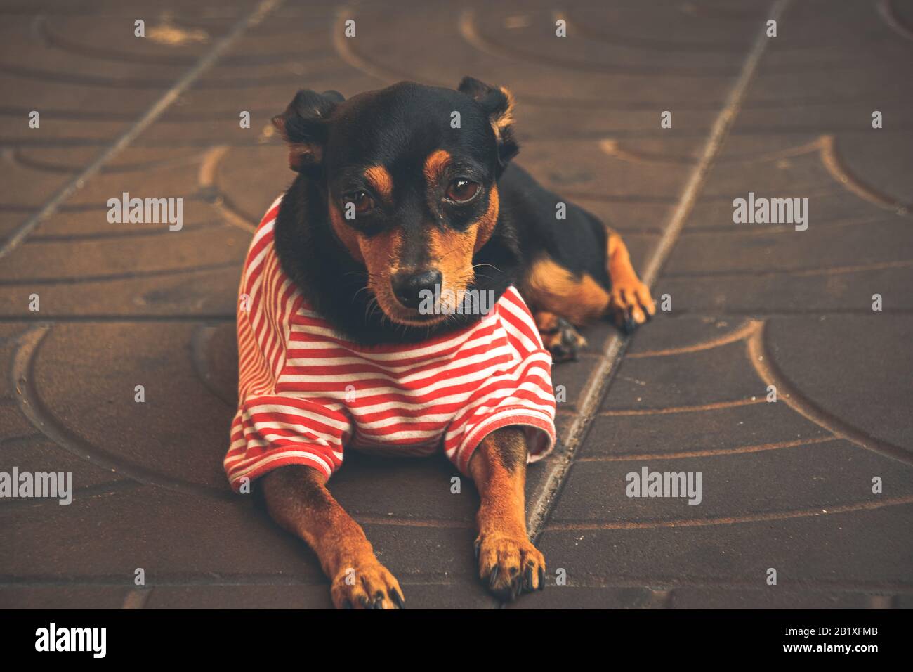 Cute Dachshund wearing a red striped little shirt to show coping ways of home quarantine and social distancing by taking care of pets Stock Photo