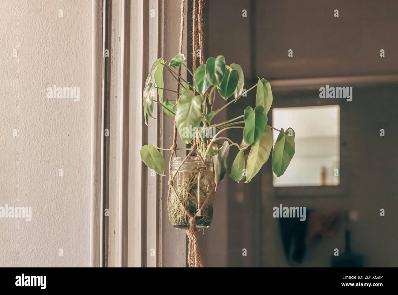 Potted houseplants in the balcony to show the concept gardening as a distraction during home quarantine and self isolation due to the covid-19 pandemi Stock Photo