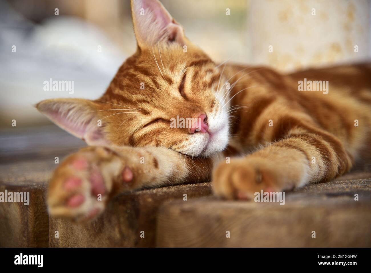 Red cat sleeps on a bench in the sun Stock Photo Alamy
