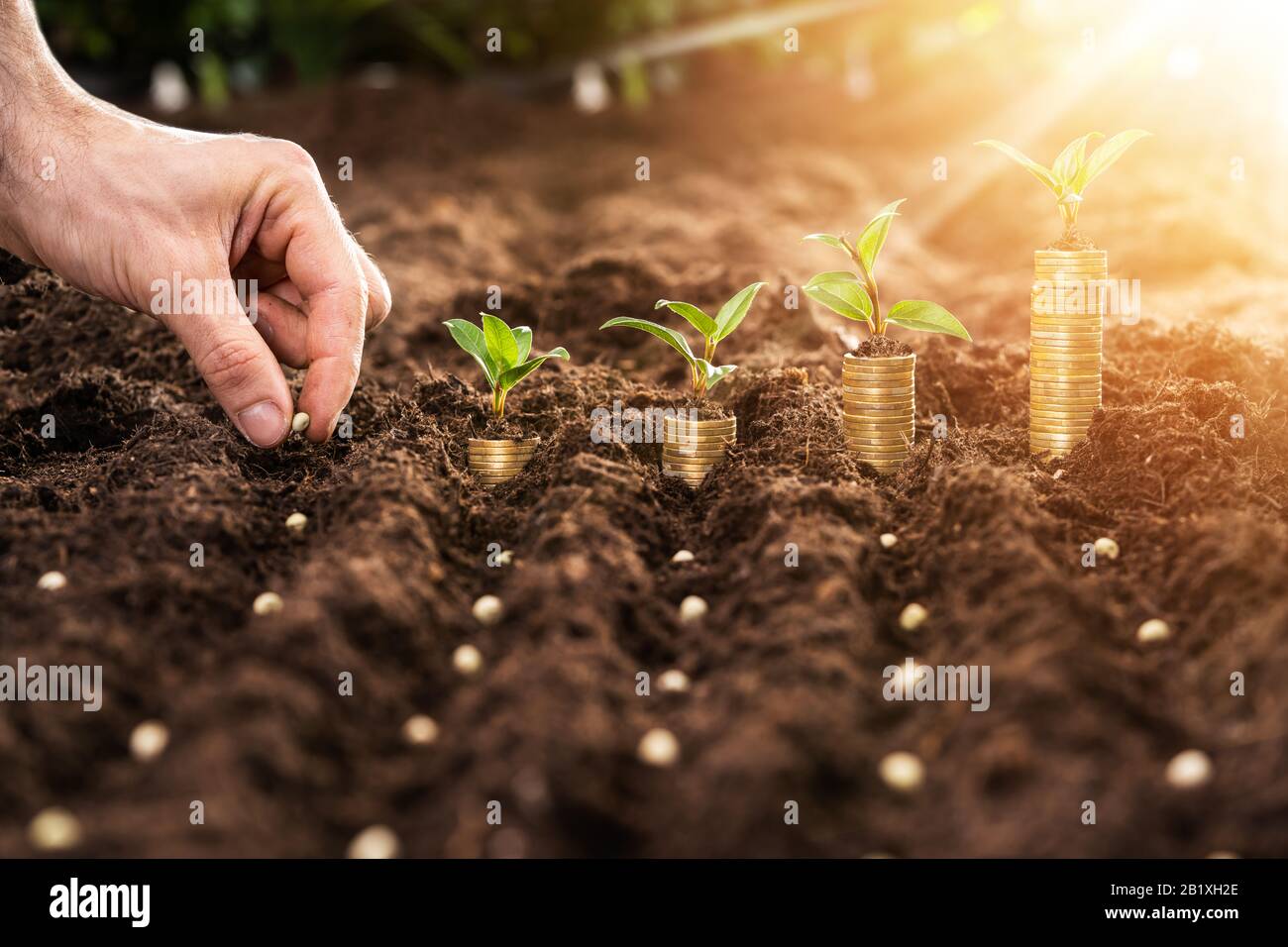 Farmer's Hand Planting Seeds In Soil In Rows Stock Photo Alamy
