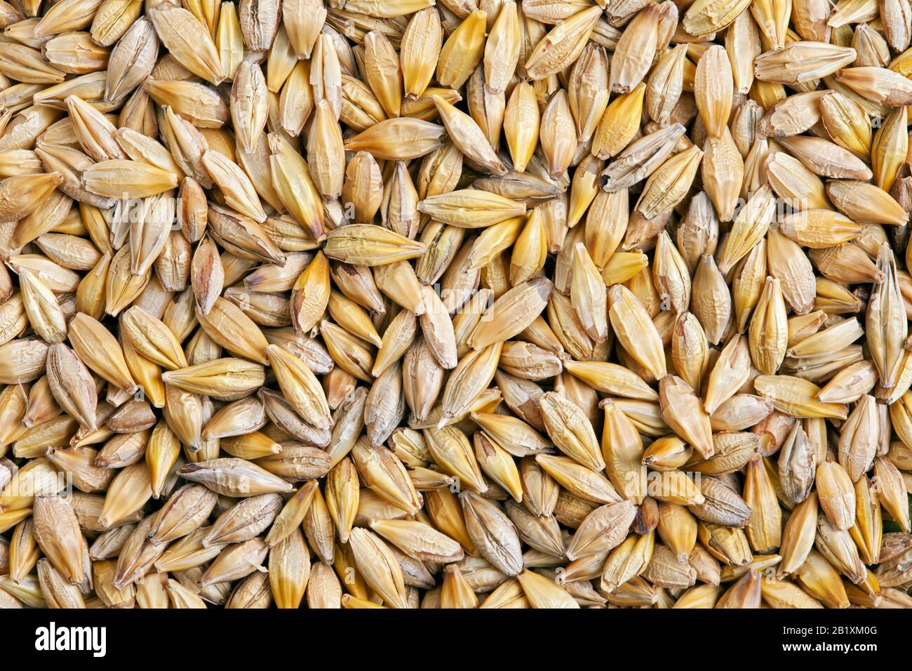 Barley grain (Hordeum). Barley is a major cereal grain, a member of the grass family. Stock Photo