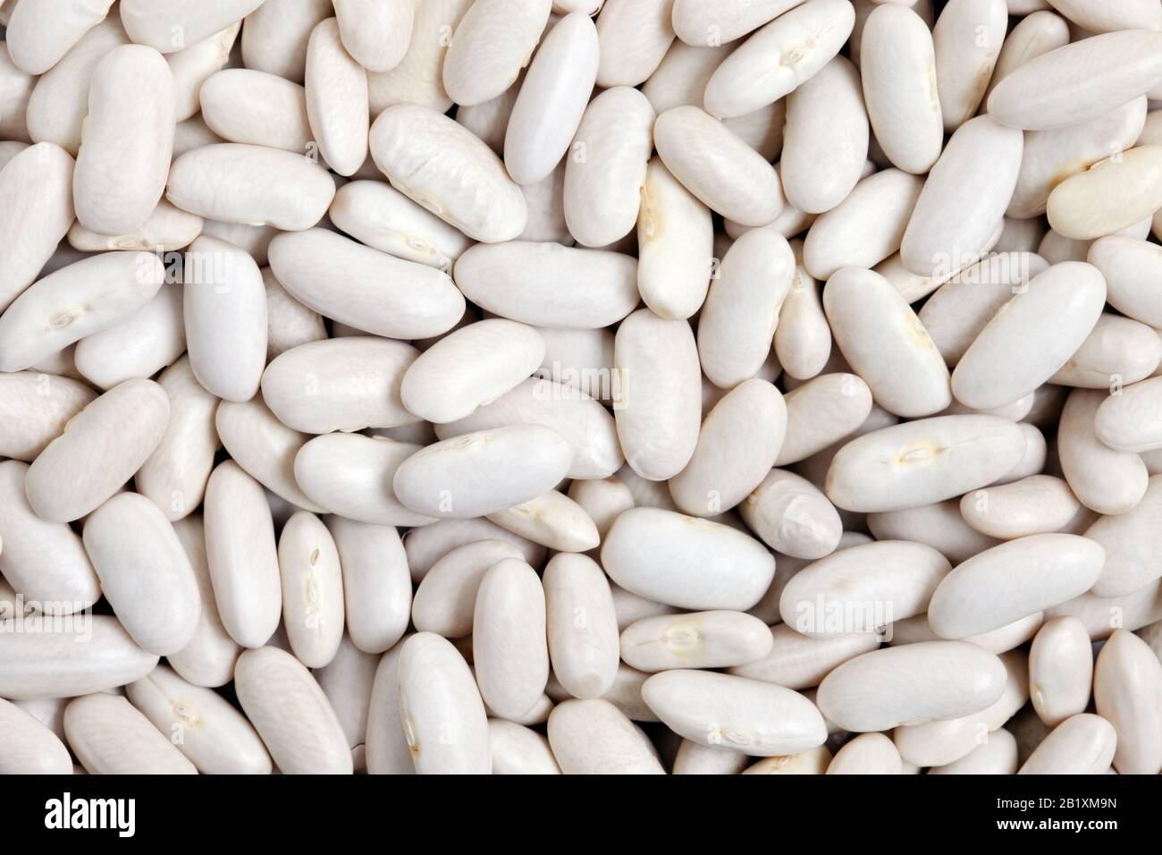 Great Northern Beans texture background. Also called white kidney beans