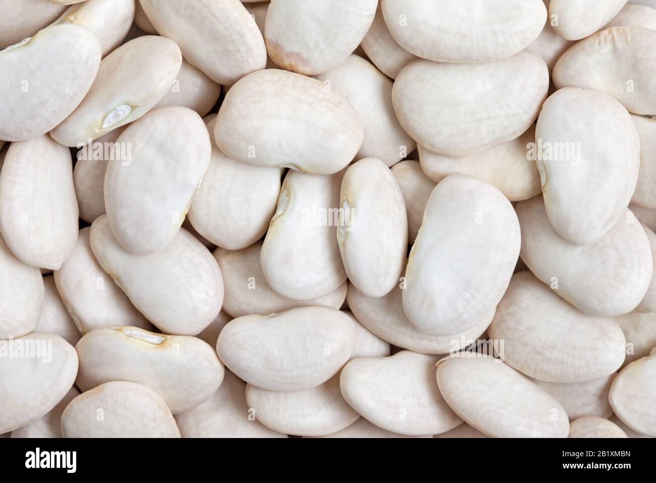 Lima Bean texture background. Large beans with a buttery flavor and