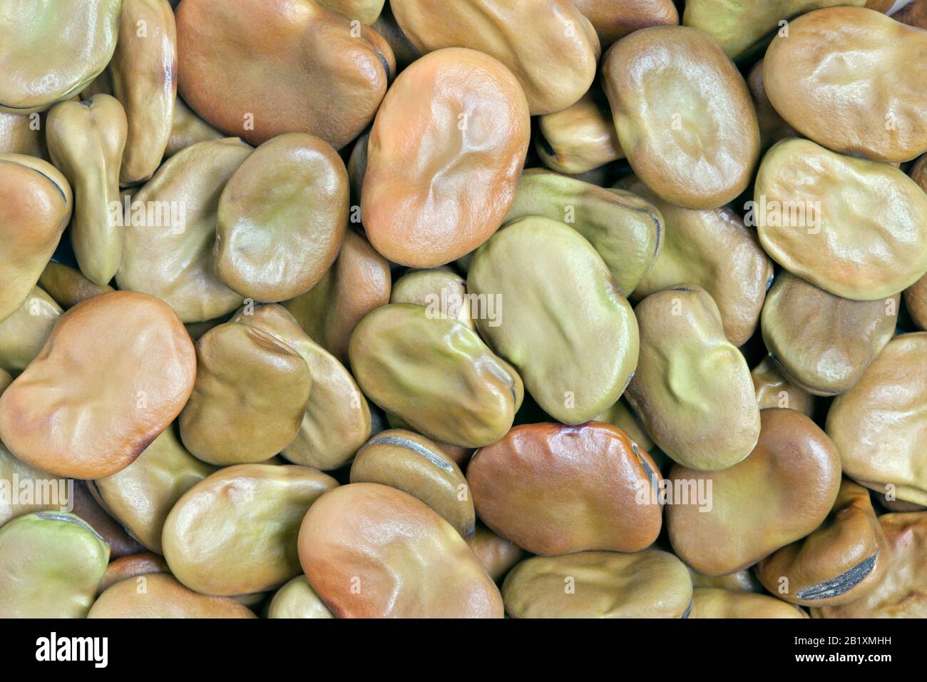 Broad Beans texture background. Also called Fava or Windsor Bean. Huge ...