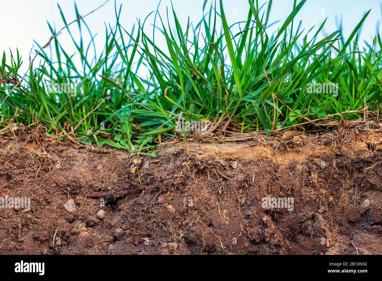 корни сидератов. земля гумус. земля с травой. дерновине. почвенный профиль и почвенные горизонты.