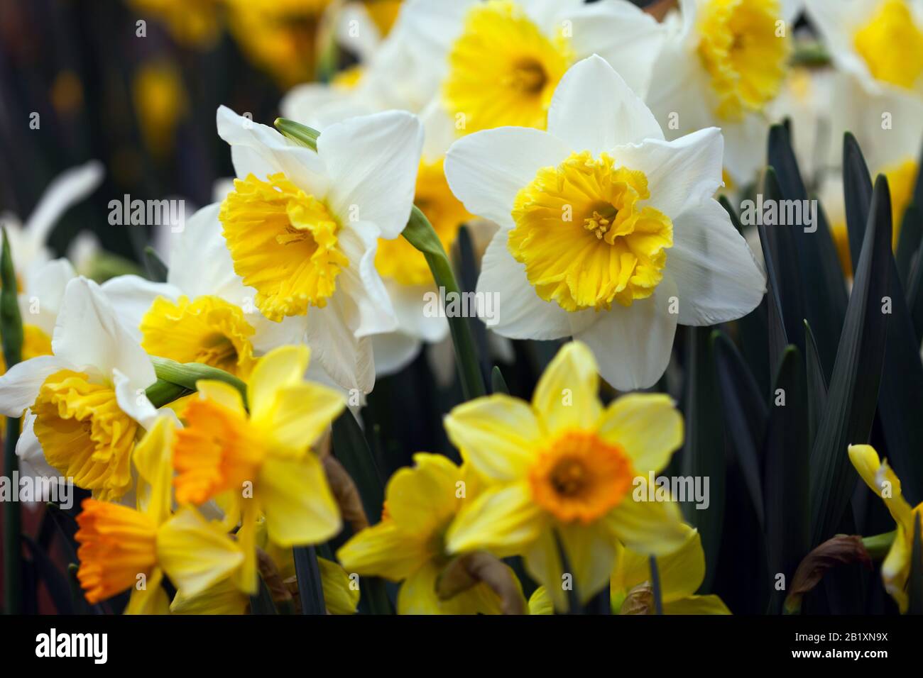 beautiful wallpaper with white and yellow daffodil Stock Photo - Alamy