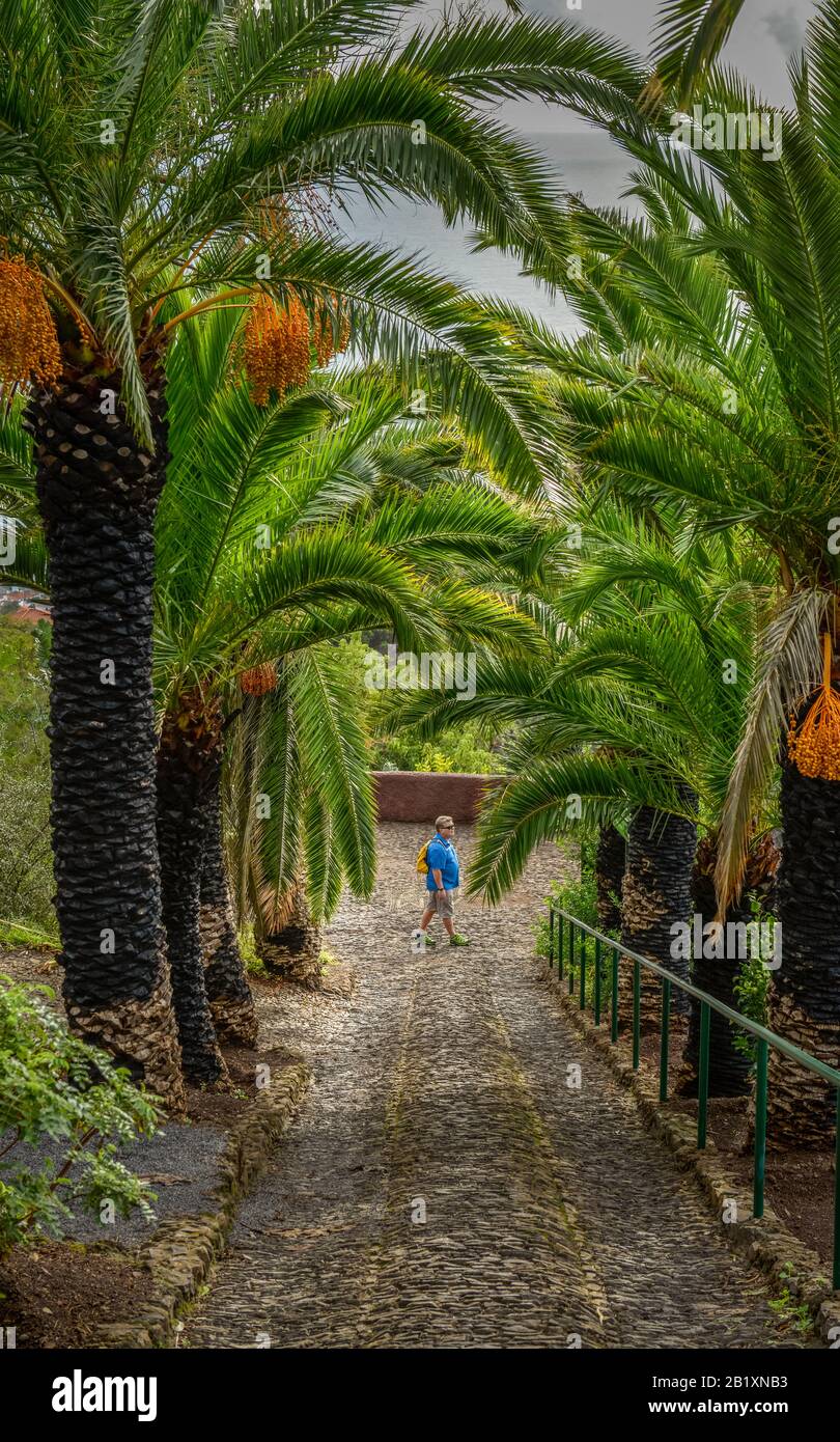 Palmen, Botanischer Garten, Funchal, Madeira, Portugal Stock Photo