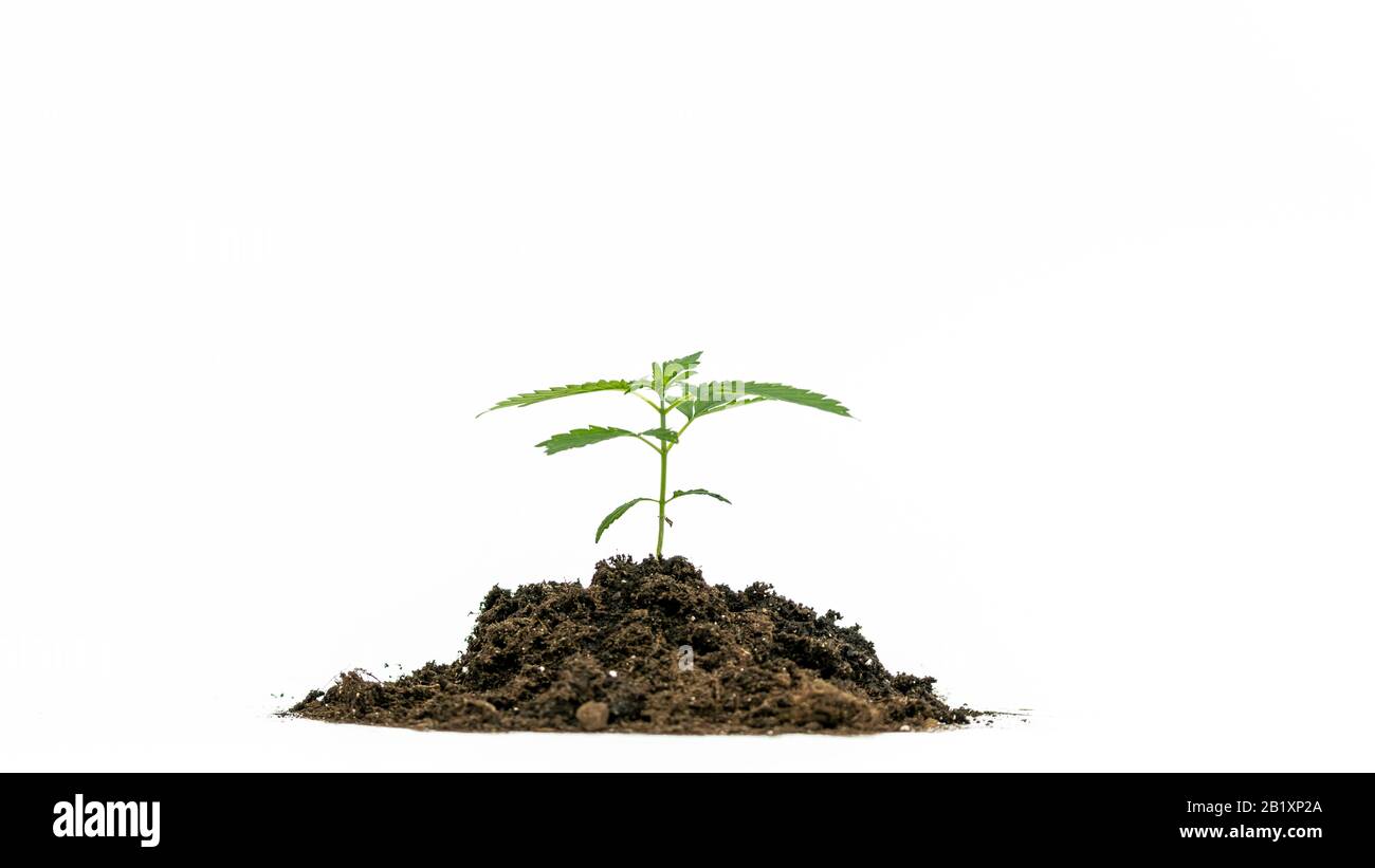 Hemp seedling Cut Out Stock Images Pictures Alamy