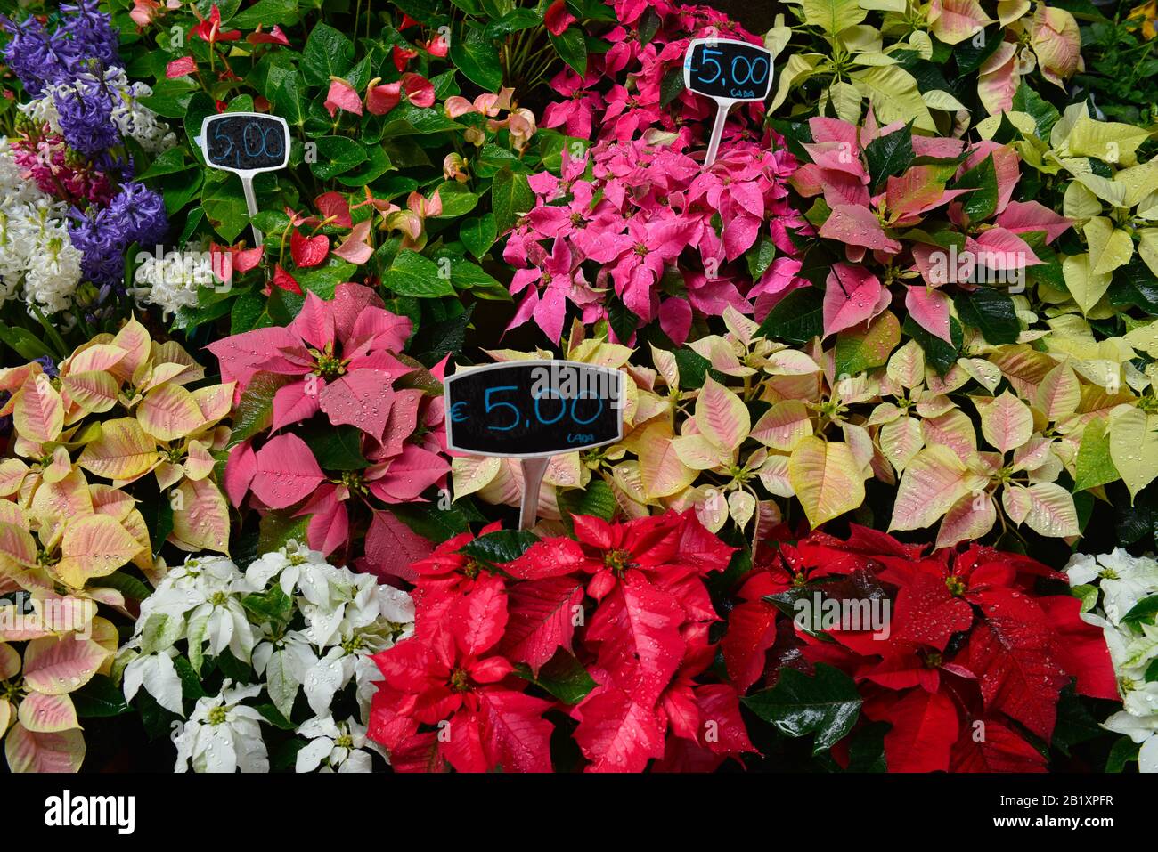 Blumen, Marktstand, Wochenmarkt, Markthalle ´Mercado dos Lavradores´, Funchal, Madeira, Portugal Stock Photo