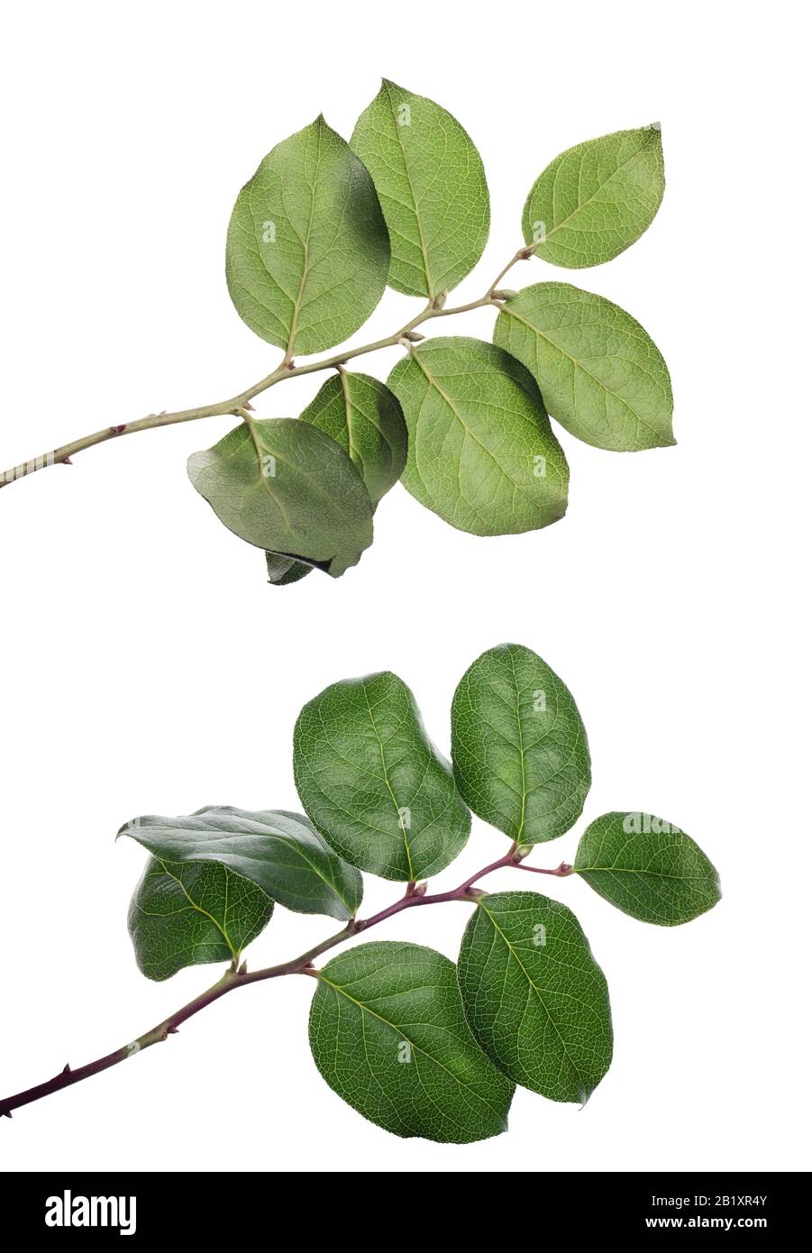 isolated branch on a white background with the front and back Stock ...