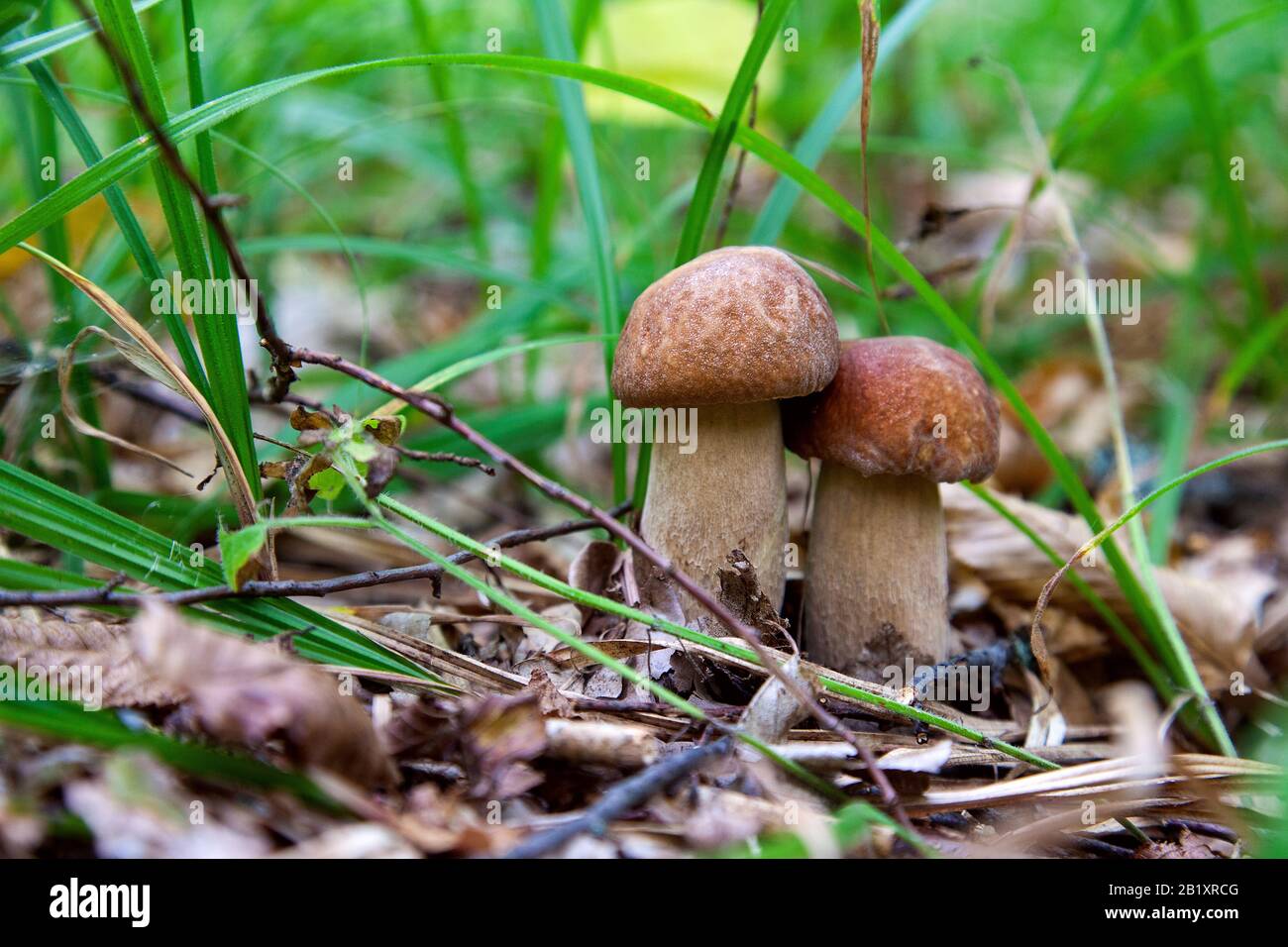 Mushroom family of boletus edulis (cep, penny bun, porcino or king bolete, usually called porcini mushroom) grows on the forest floor among moss, gree Stock Photo