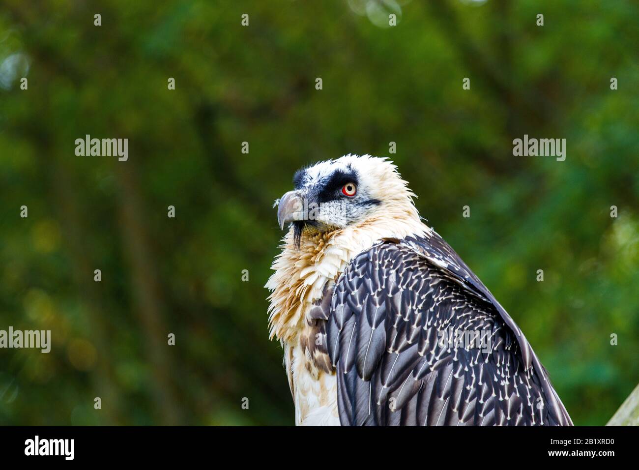 serious portrait of a vulture Stock Photo